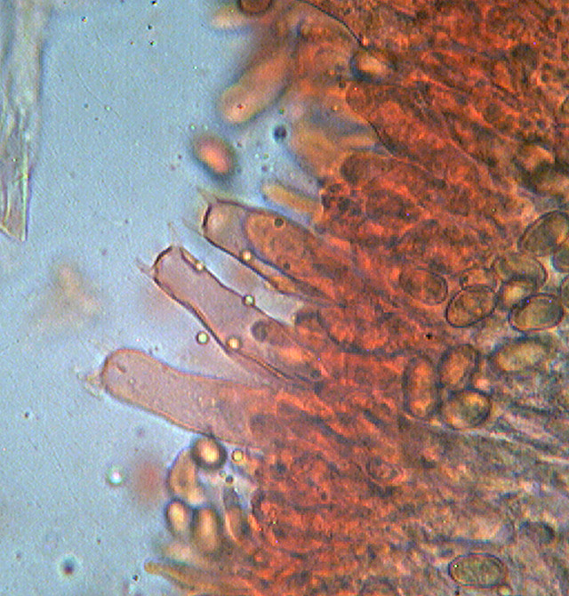 Coniophora puteana